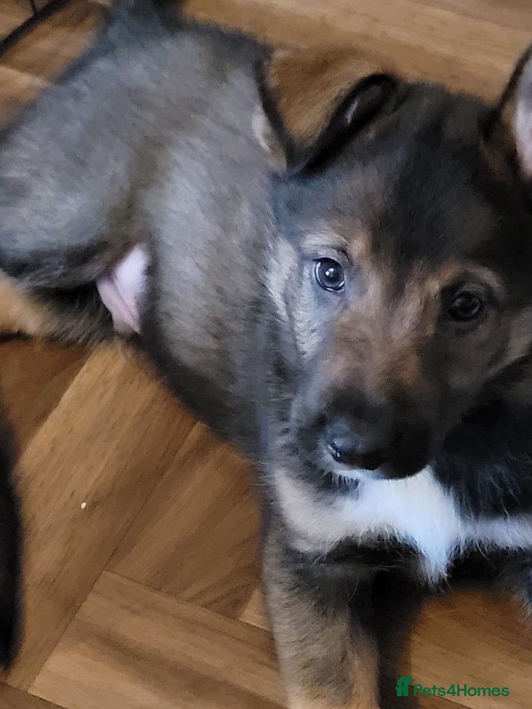 Mixed Breed dogs for sale: Collie x German Shepherd pups - Image 2
