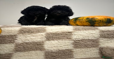 Cavapoo dogs - Advert 7