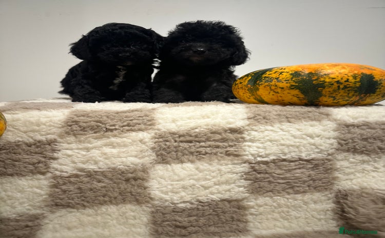 Cavapoo dogs - Advert 1