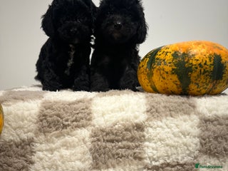 Cavapoo dogs - Advert 4