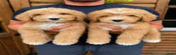 Bernedoodle dogs for sale: Multigen Bernedoodle Ready Now in Chelmsford - Advert 3