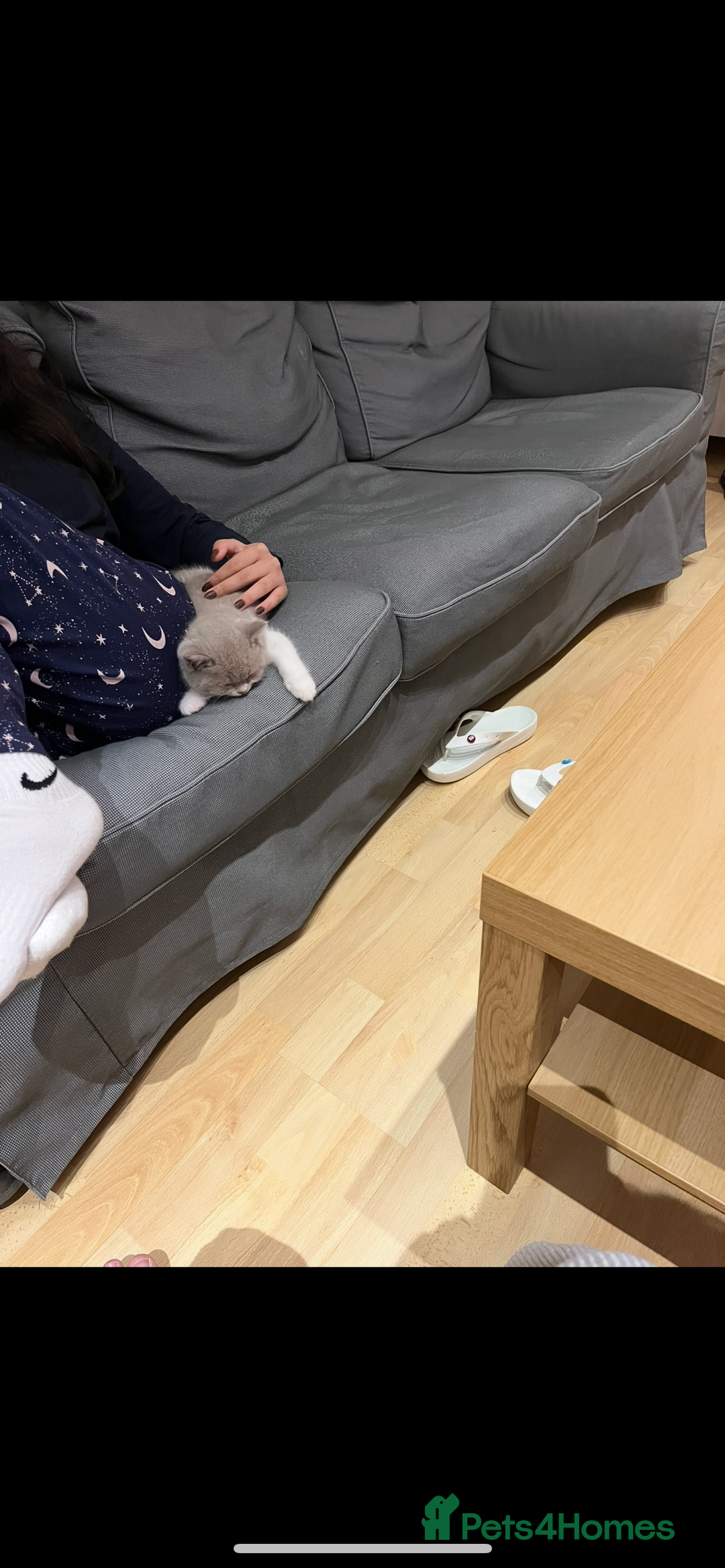 British Shorthair cats for sale: Purebred British Shorthair male  - Image 4