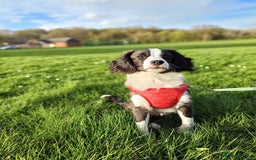 Cavapoo dogs for sale: 2 year old male cavapoo  - Image 1