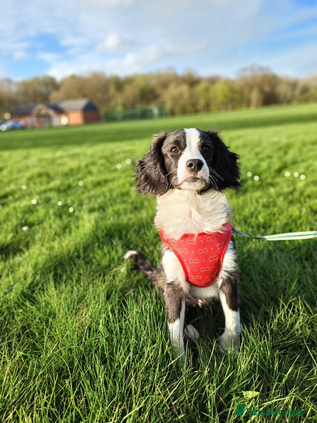 Cavapoo dogs for sale: 2 year old male cavapoo  - Image 1