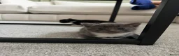 Domestic Shorthair cats for sale: Kittens  in Spalding - Advert 2