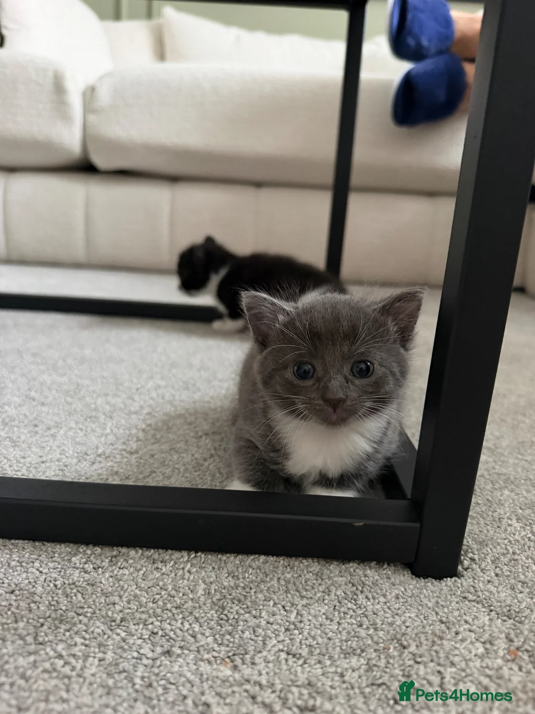Domestic Shorthair cats for sale: Kittens  in Spalding - Advert 2