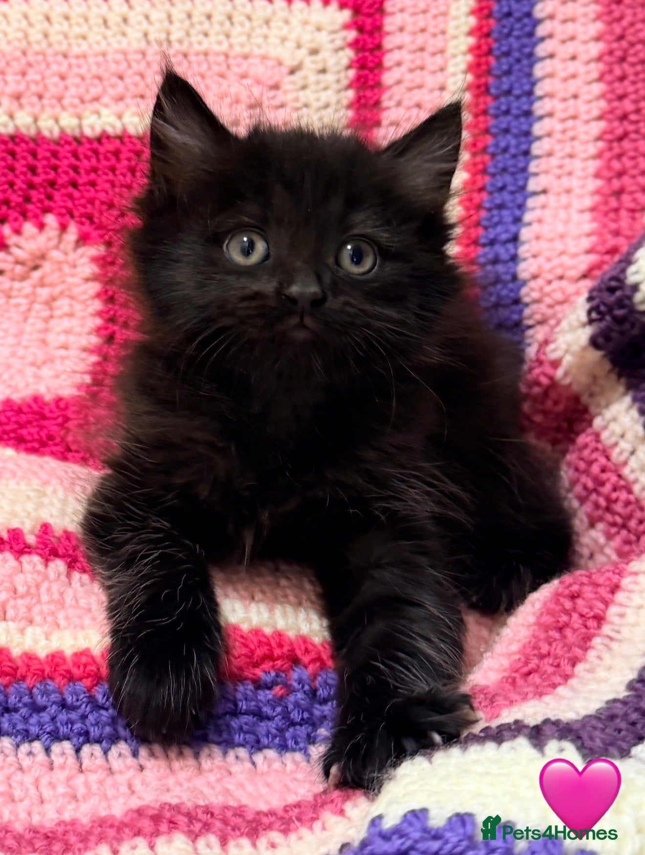 Maine Coon cats 💠 MAINE COON X RAGDOLL *PARENTS HEALTH TESTED* 💠 - Advert 1