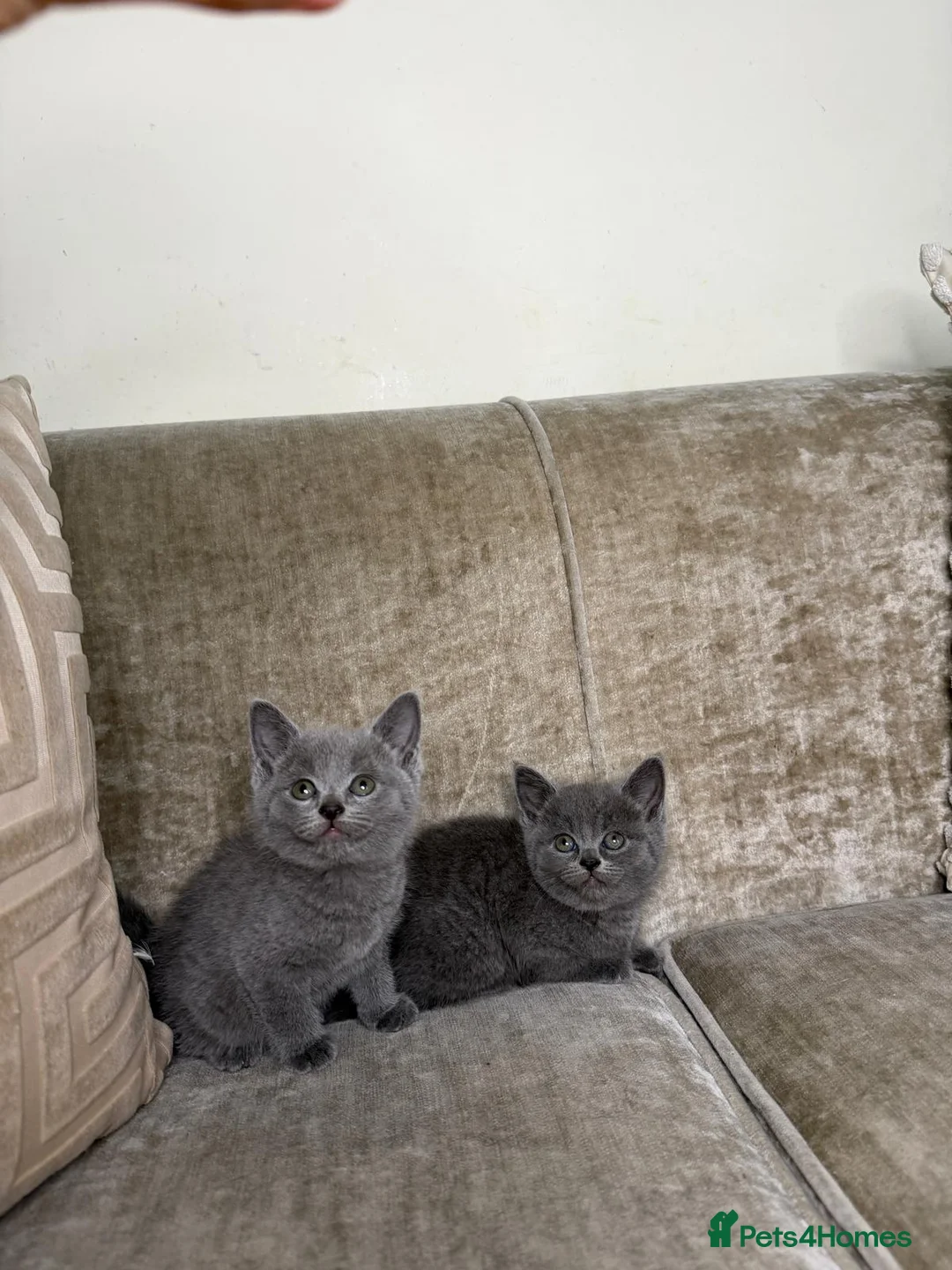British Shorthair cats for sale: LAST 2 BSH LEFT! - Advert 5