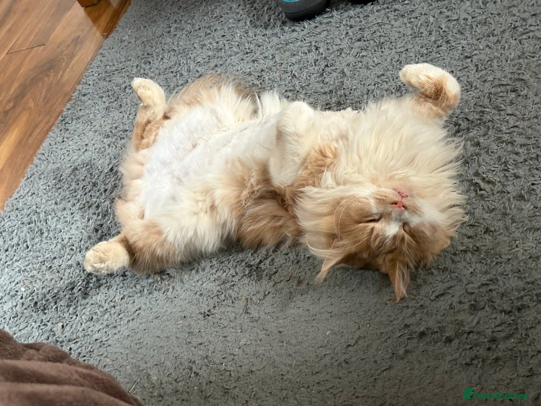 Maine Coon cats for stud: Apollo, Stud ready to find a Queen - Image 9