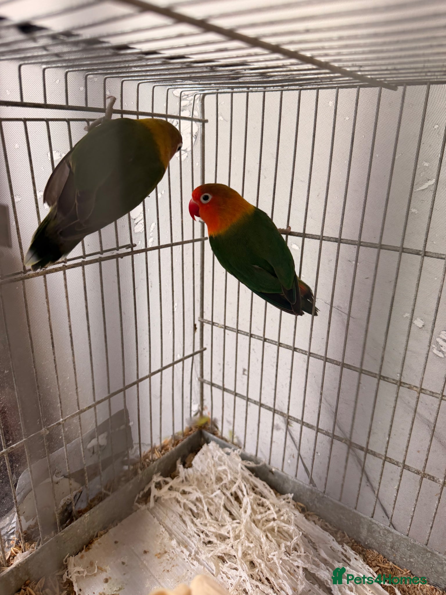 Lovebirds birds for sale: Lovely birds for sale - Advert 3
