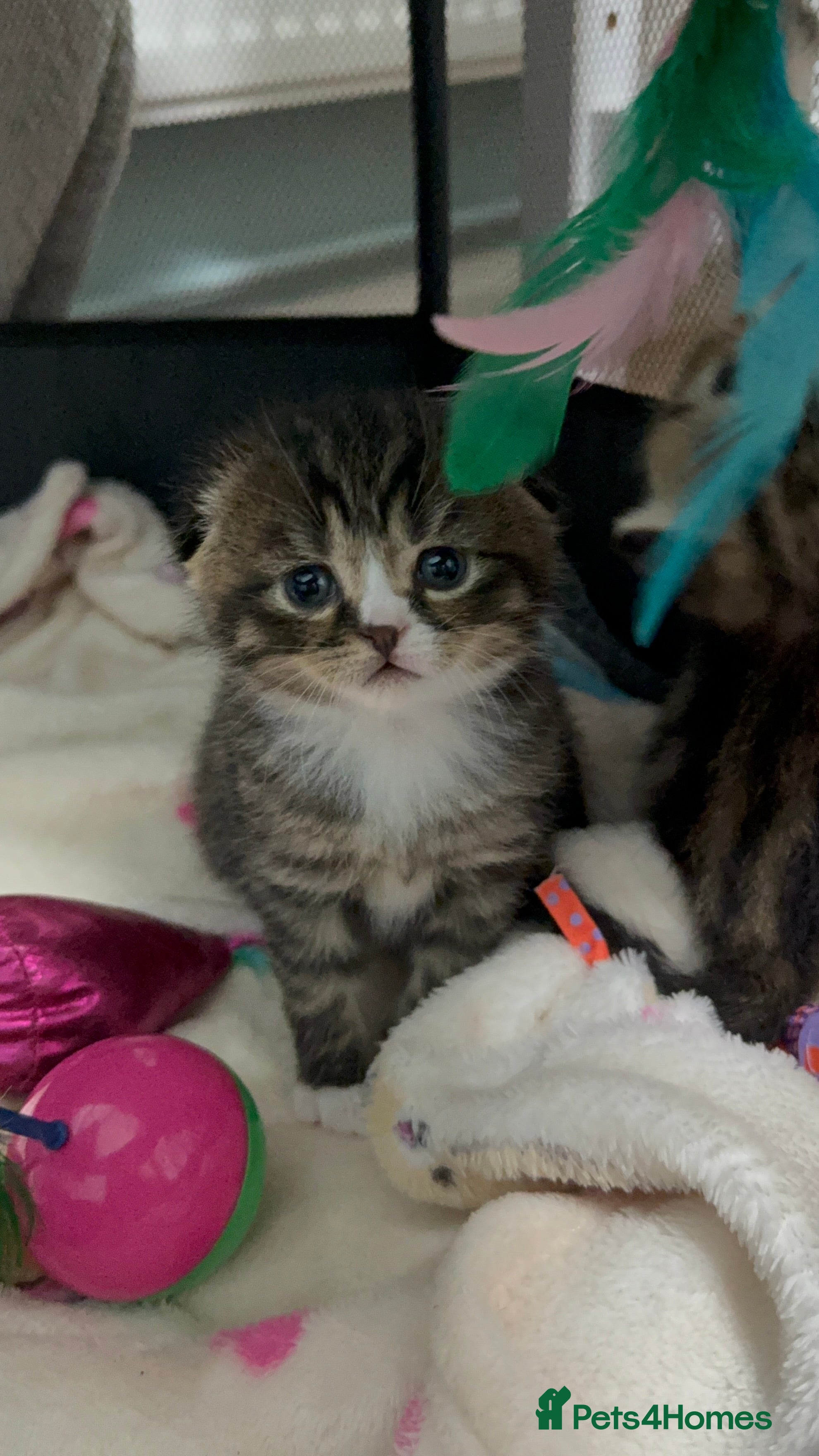 Scottish Fold cats 4 beautiful Scottish fold kittens 🤍 - Advert 2