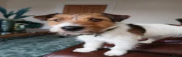 Mixed Breed dogs for sale: 2 lovely Jack Russell 7 week male pups for sale - Advert 5