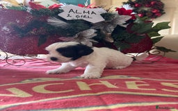 Bichon Frise dogs for sale: Bichon Frise X Bichon Havanez  - Image 11