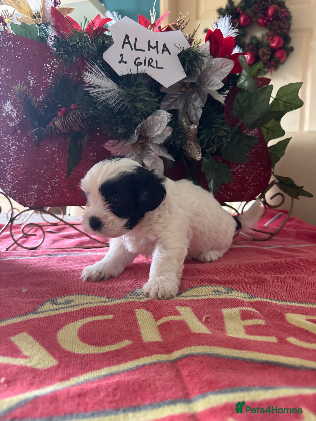 Bichon Frise dogs for sale: Bichon Frise X Bichon Havanez  - Image 11