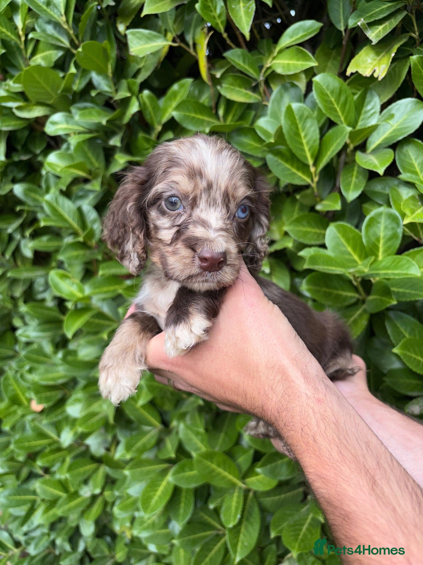 Cocker Spaniel dogs 🐾Beautiful cocker spaniel puppy’s 🐾 - Advert 2