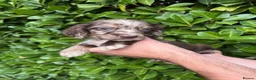 Cocker Spaniel dogs for sale: 🐾Beautiful cocker spaniel puppy’s 🐾 - Advert 2