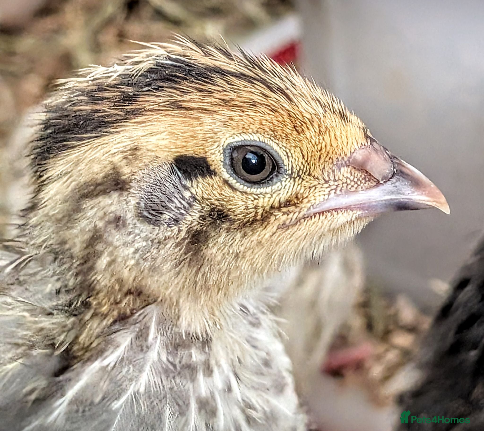 Quail poultry 2 gorgeous Coturnix quail - Advert 3