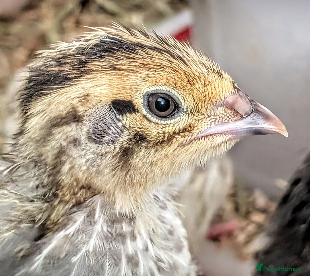 Quail poultry for sale: 2 gorgeous Coturnix quail in Battle - Advert 1