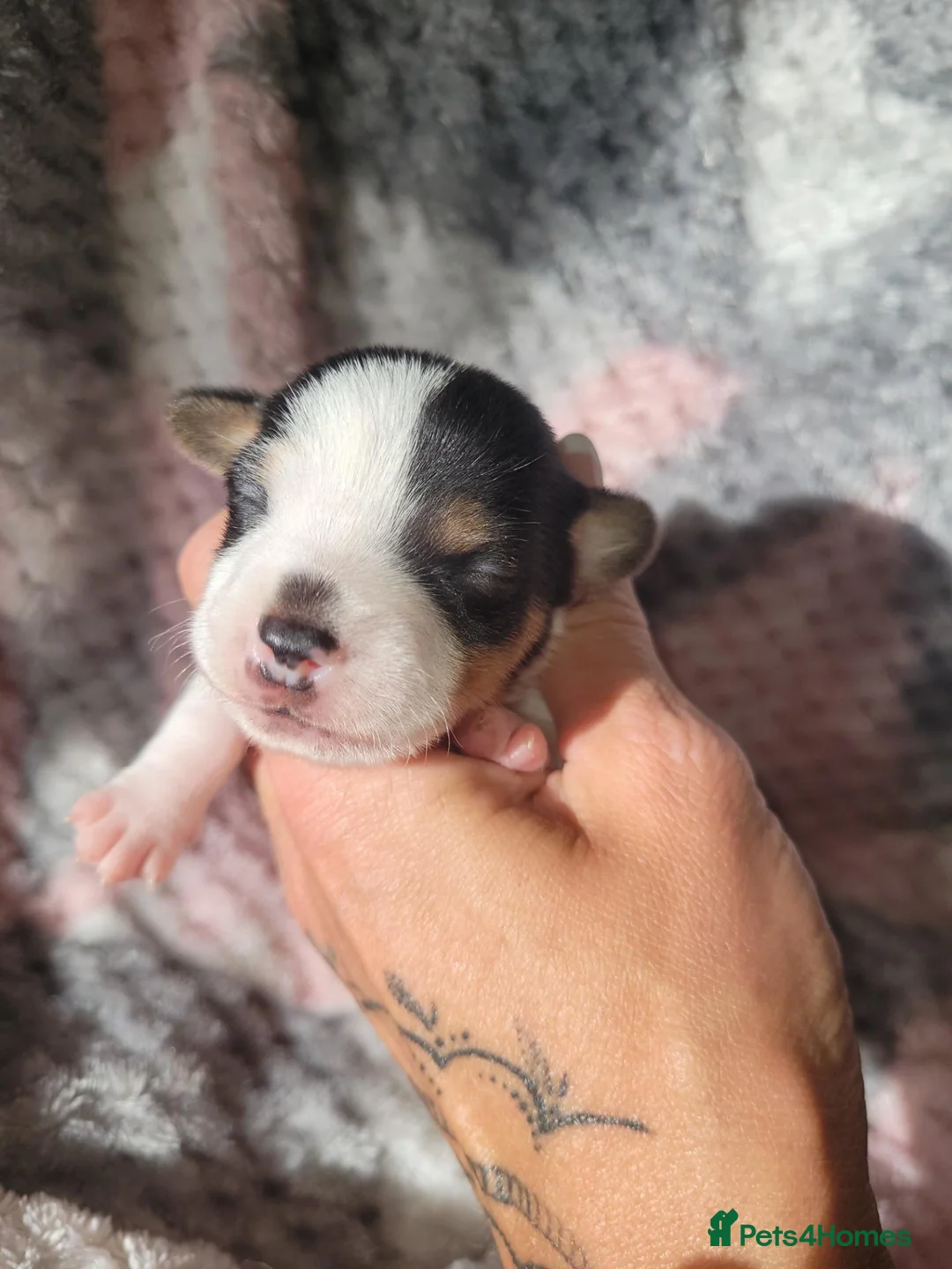 Jack Russell dogs for sale: Jack Russell pups - Advert 2