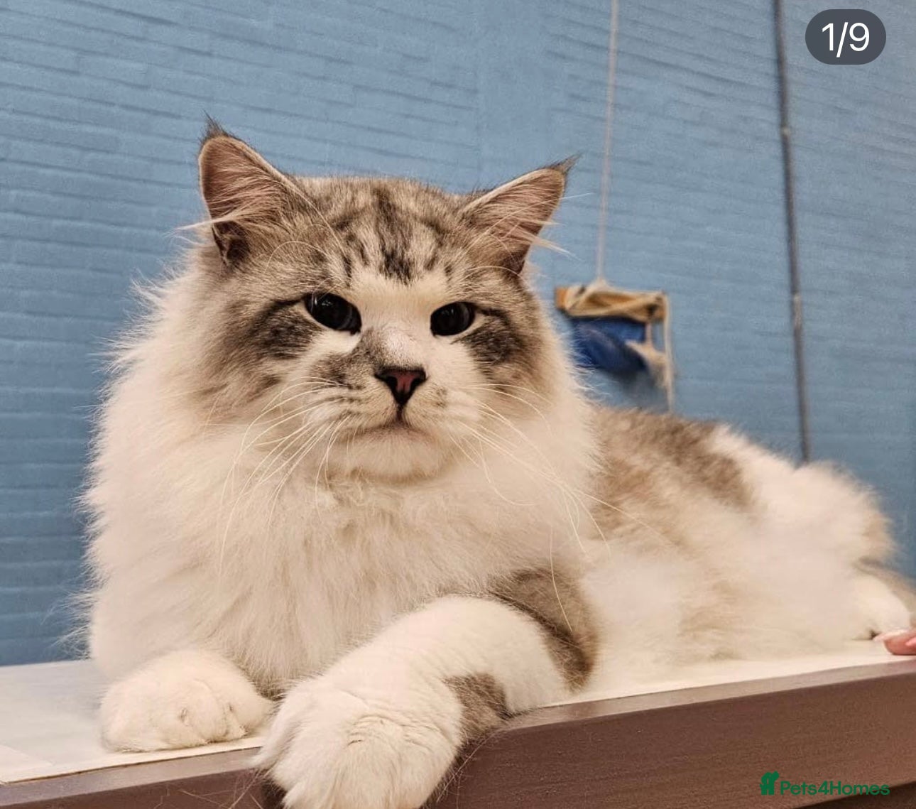 Siberian cats Looking for a loving New Home - Advert 4