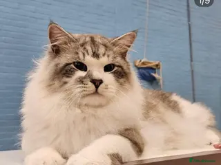 Siberian cats Looking for a loving New Home - Advert 4