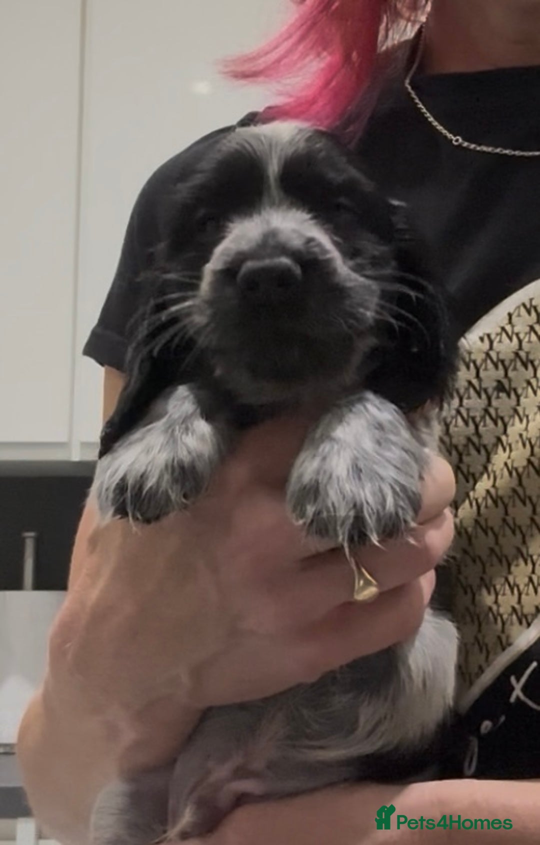 Cocker Spaniel dogs for sale: Blue Roan Show Cocker Spaniels  - Image 3