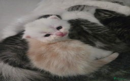 Persian cats for sale: Persian x fluffy kittens  - Image 15