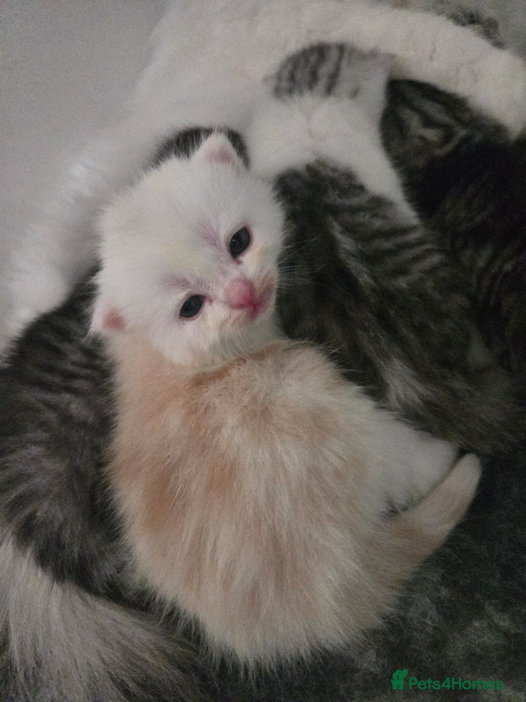 Persian cats for sale: Persian x fluffy kittens  - Image 15