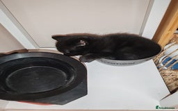 Mixed Breed cats for sale: Small mixed breed boy - Image 2