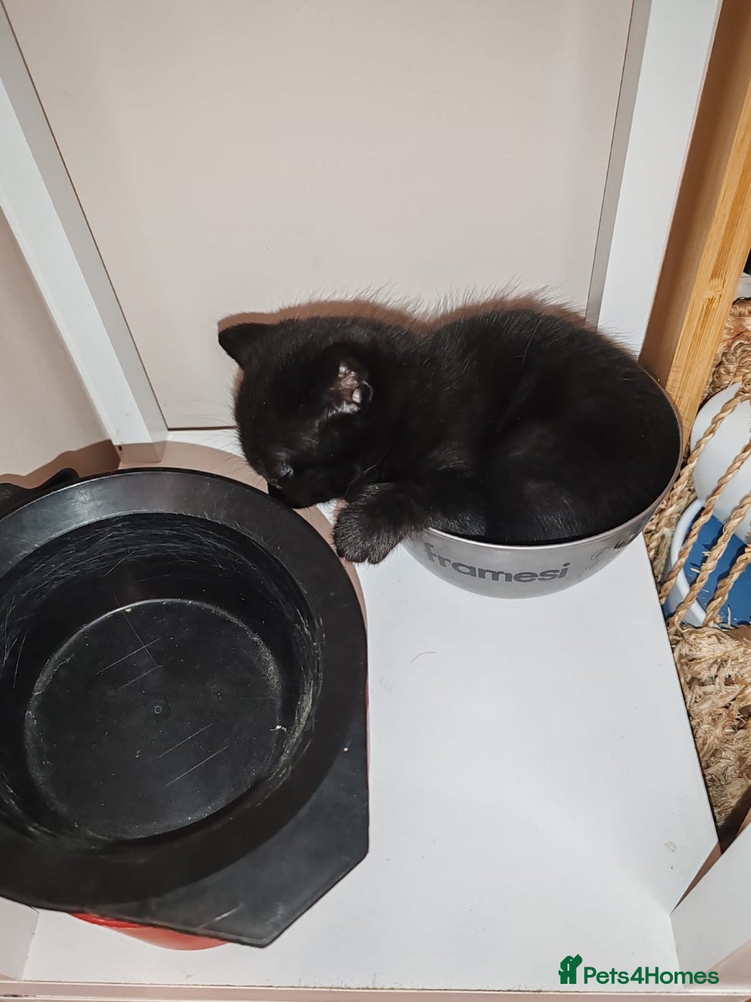 Mixed Breed cats for sale: Small mixed breed boy - Image 2