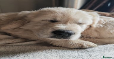 Golden Retriever dogs - Advert 1