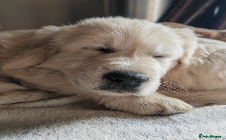 Golden Retriever dogs - Advert 1