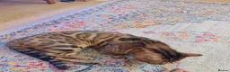 Bengal cats for sale: Ticca registered active male  - Advert 10