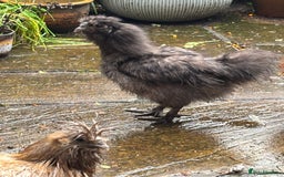Chickens poultry for sale: Silkie bantam cockerel - Image 2