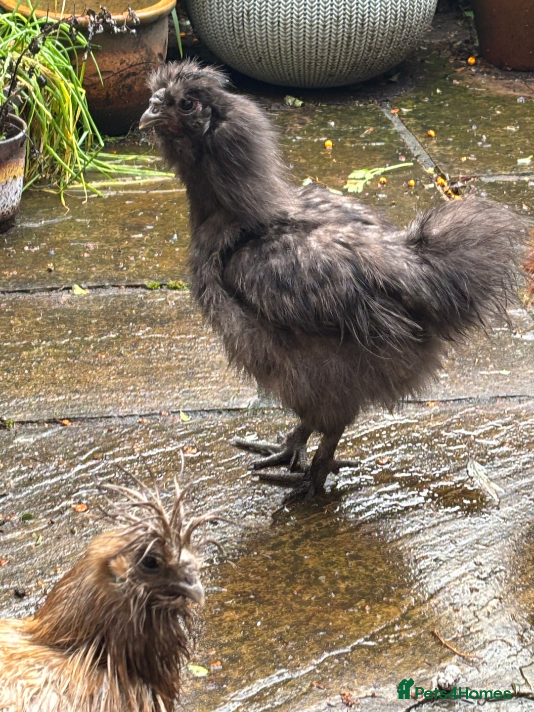 Chickens poultry for sale: Silkie bantam cockerel - Image 2