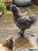 Chickens poultry - Advert 3