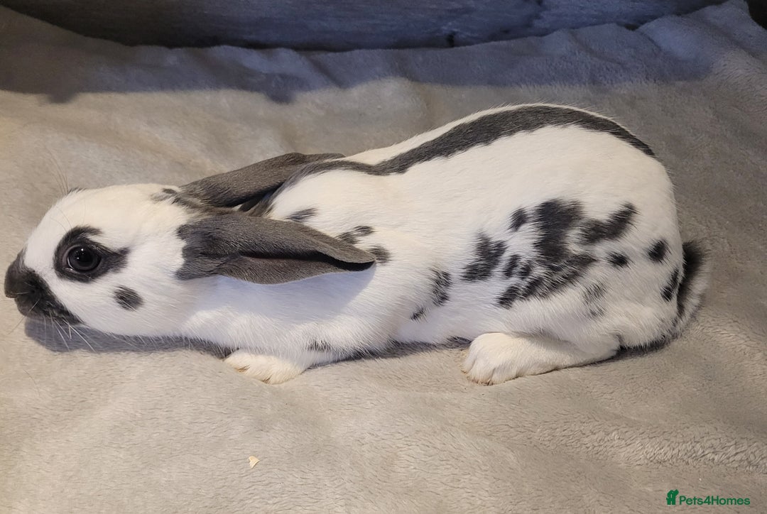 English Spot rabbits for sale: Baby English spot - Image 3