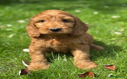 Cockapoo dogs for sale: BEAUTIFUL RED F1 COCKAPOO’S HEALTH TESTED PARENTS  - Image 5