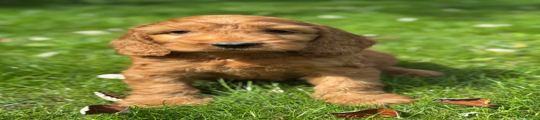 Cockapoo Puppy 2