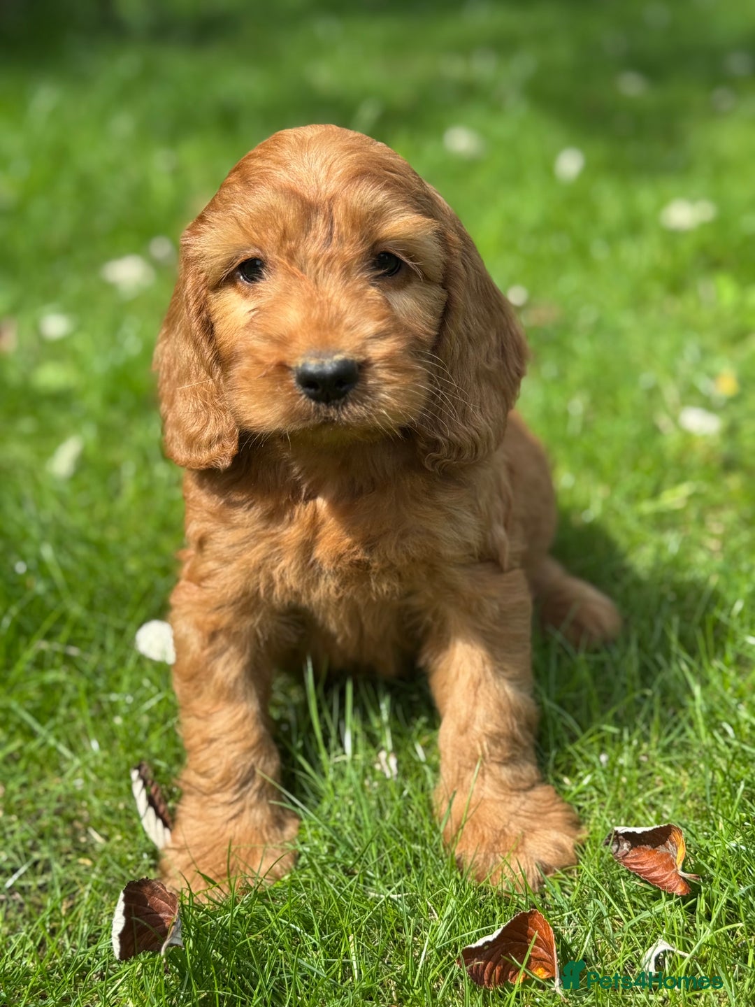Cockapoo dogs for sale: BEAUTIFUL RED F1 COCKAPOO’S HEALTH TESTED PARENTS  - Image 5