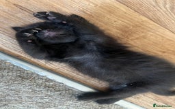 Mixed Breed cats for sale: Beautiful male kitten for new home - Image 6