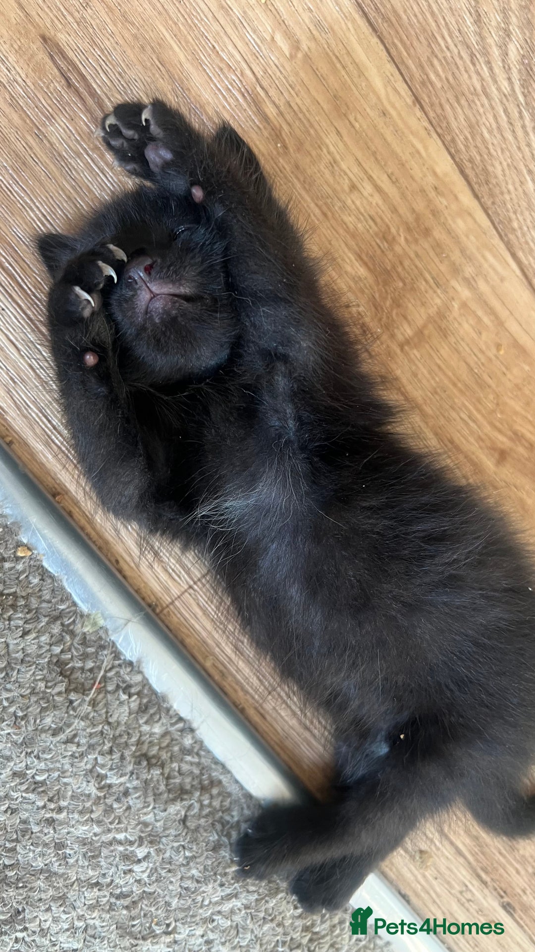 Mixed Breed cats for sale: Beautiful male kitten for new home - Image 6