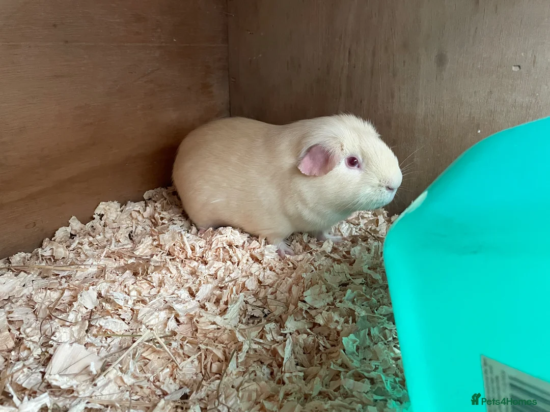 Guinea Pig rodents for sale: Cream boy in Dursley - Advert 2
