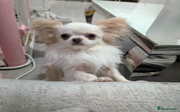 Chihuahua dogs for stud: Tiny Chihuahua Stud Boys.  - Image 2
