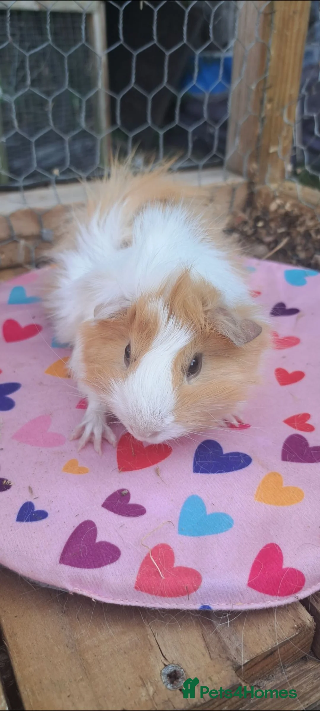 Guinea Pig rodents for sale: Adorable young boar Guinea pigs  - Advert 10