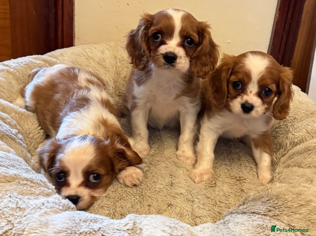 Cavalier King Charles Spaniel dogs for sale: Cavalier kcs health tested parents licensed  - Image 6