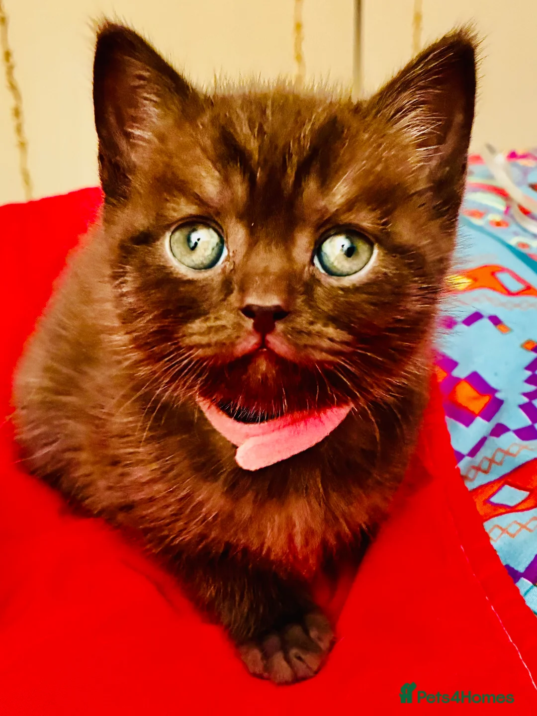 Scottish Fold cats for sale: Scottish Fold Kittens for sale - Advert 2