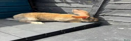 Continental Giant rabbits for sale: German Giant Buck - Advert 4