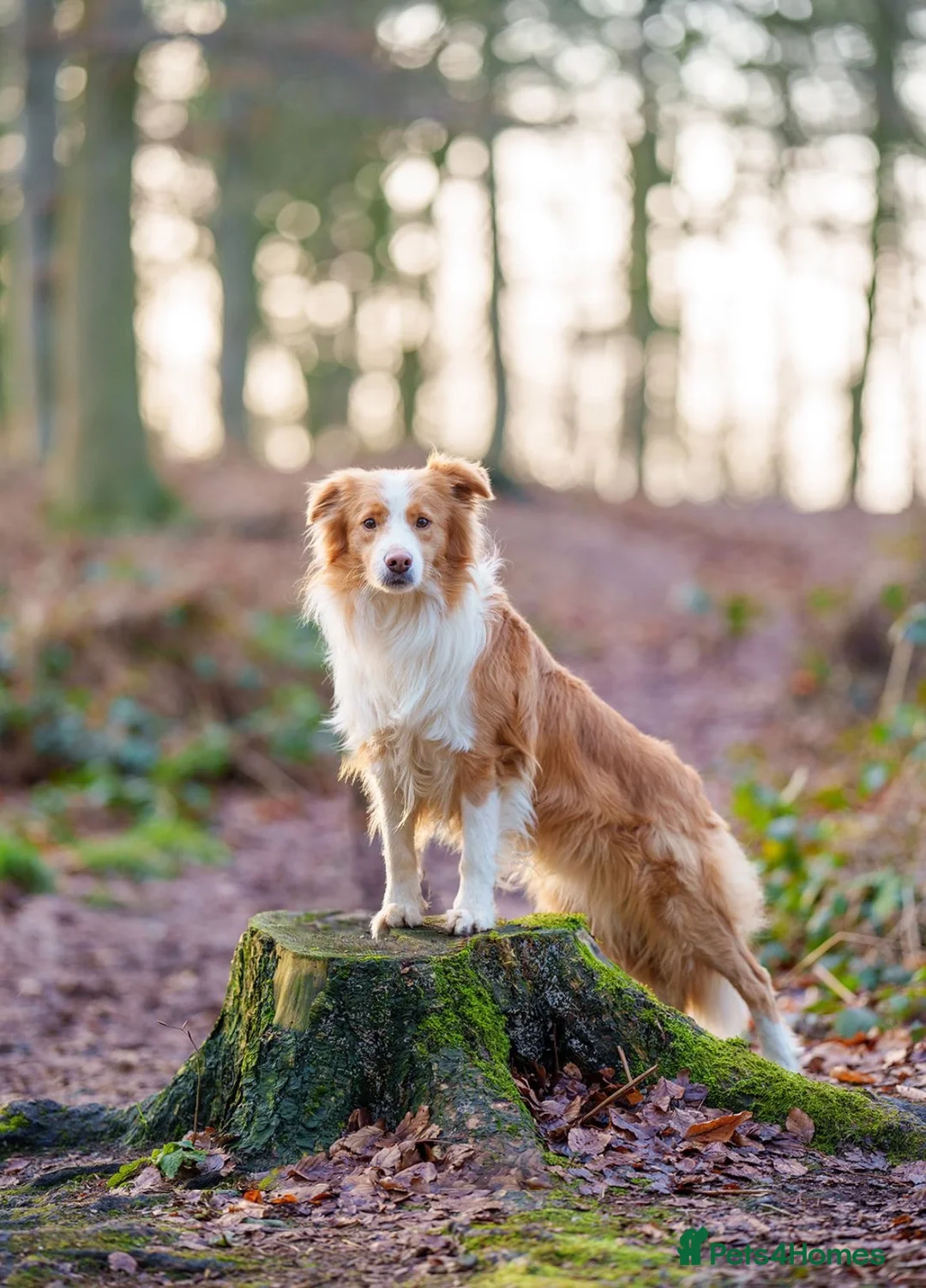 Border Collie dogs for stud: KC REG FULLY HEALTH TESTED EE RED/GOLD STUD  in Doncaster - Advert 2