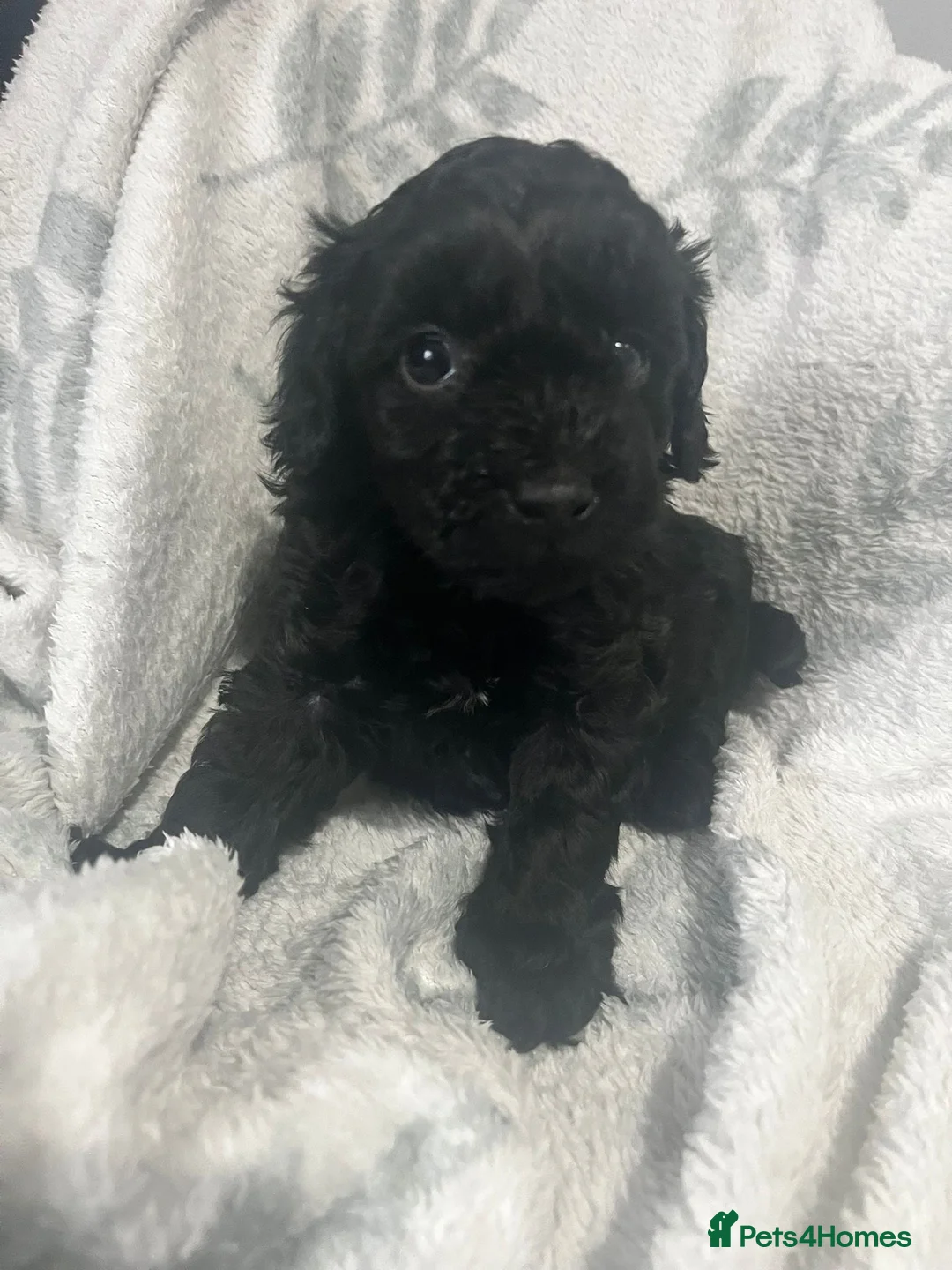 Cavapoo dogs for sale: Adorable toy cavapoo puppies health tested  - Advert 9